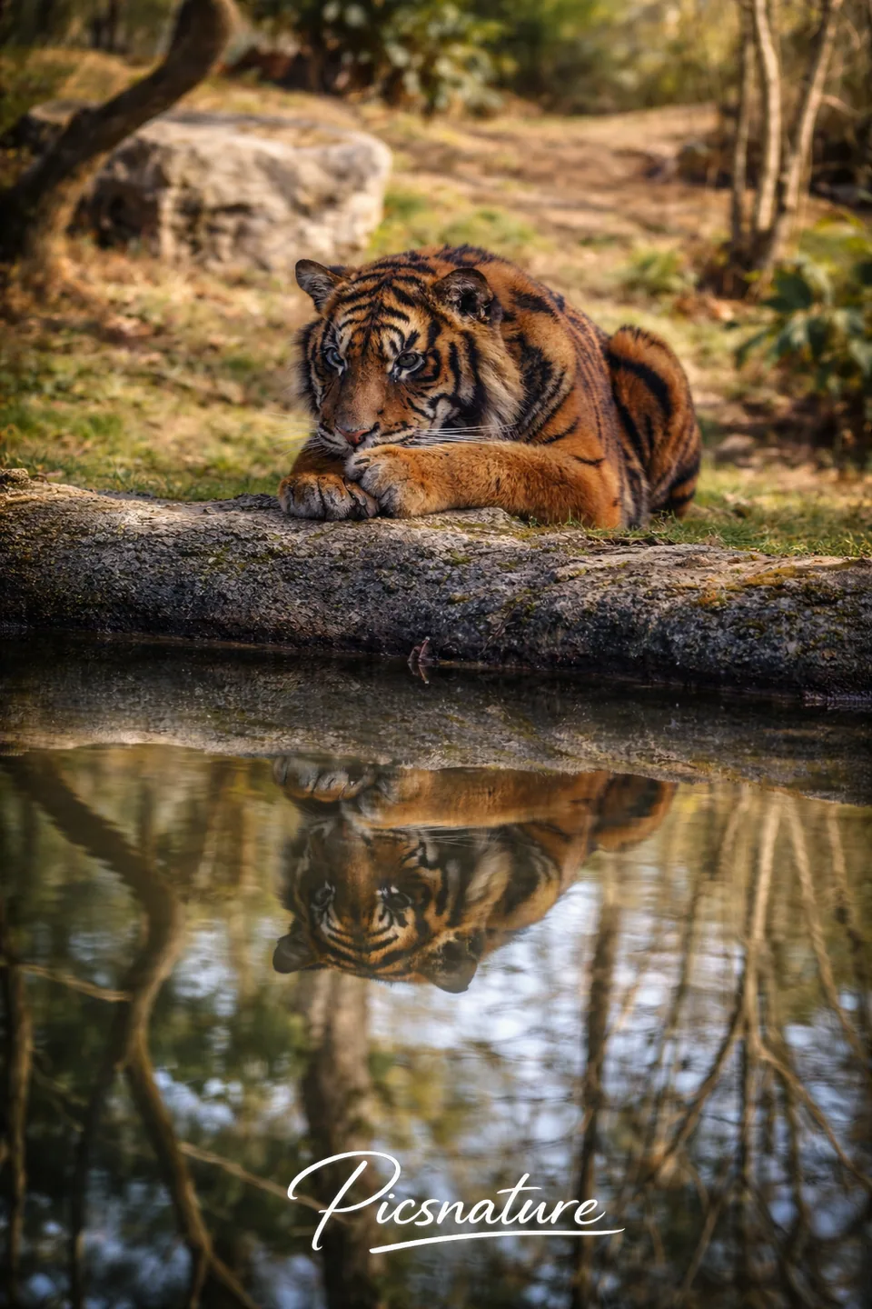Tigre du Bengale au bord de l'eau