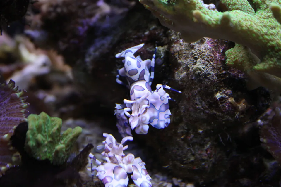 Crevette arlequin