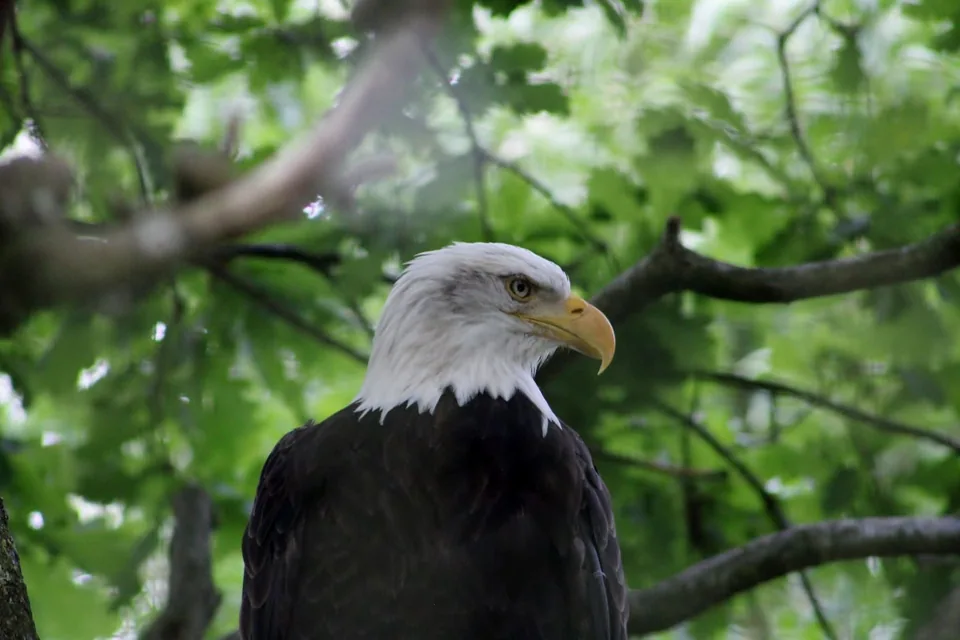 Aigle