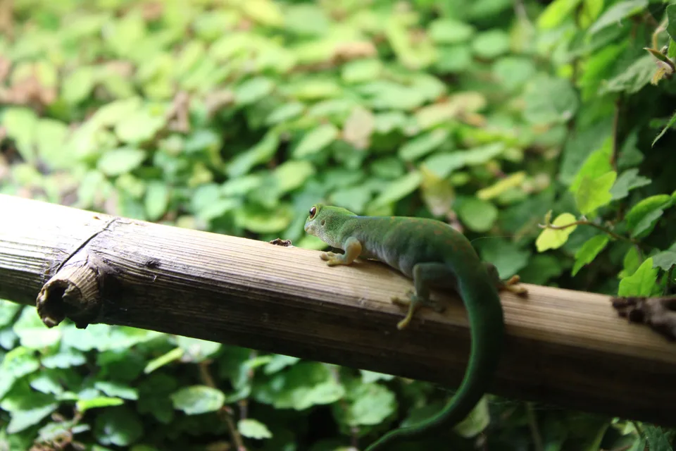 Lézard