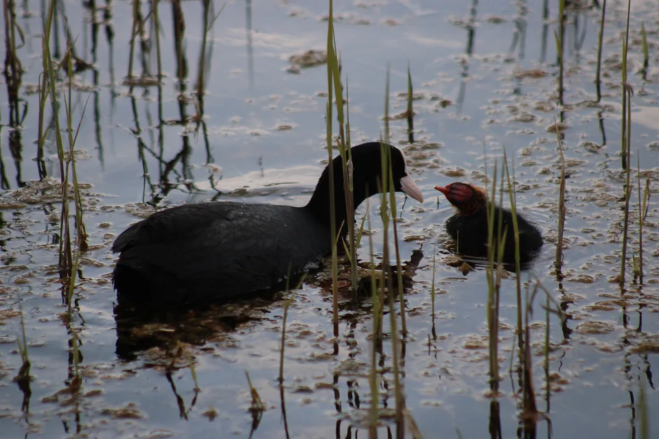 Poule d'eau