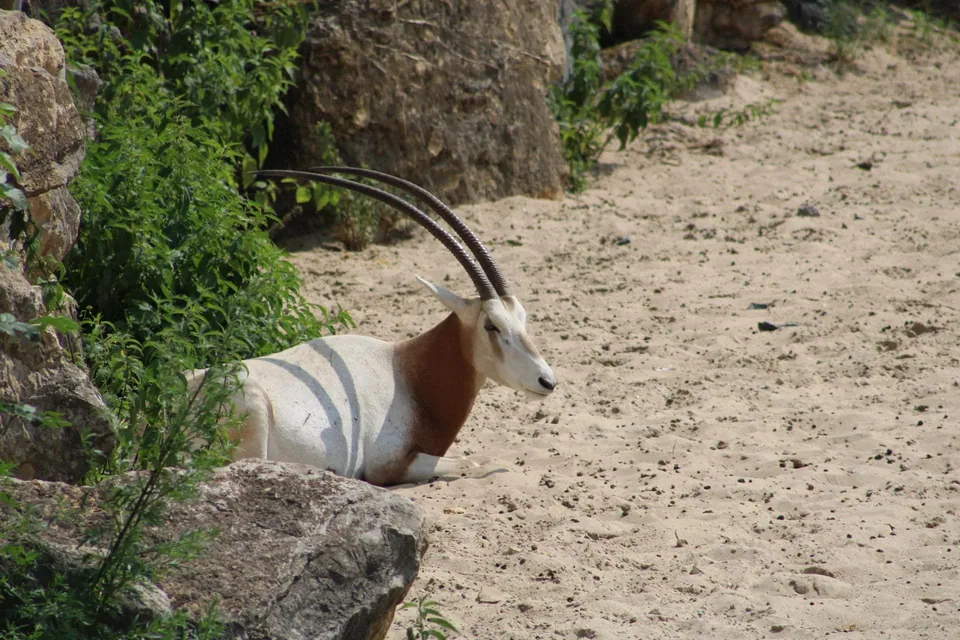 Oryx algazelle