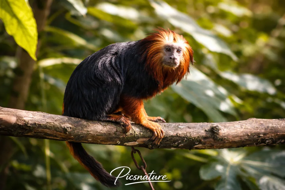 Tamarin lion doré