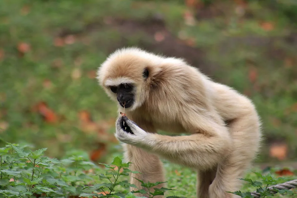 Gibbon à mains blanches
