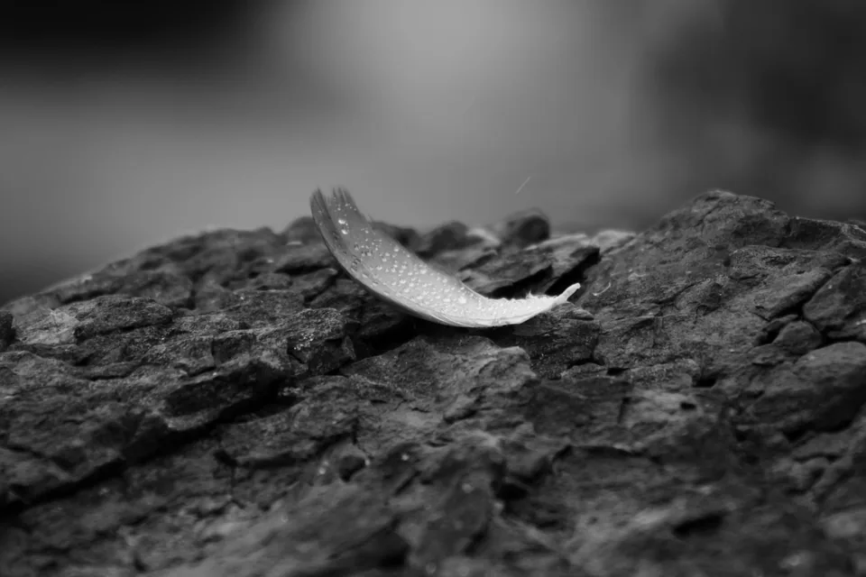 Plume, noir & blanc