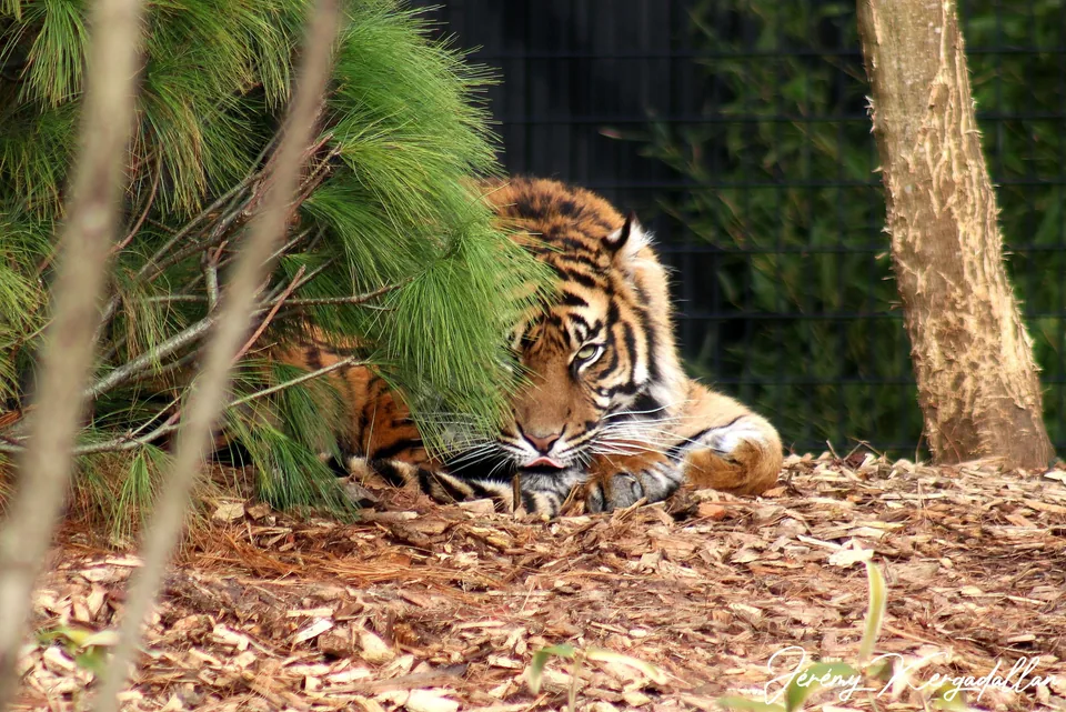 Tigre