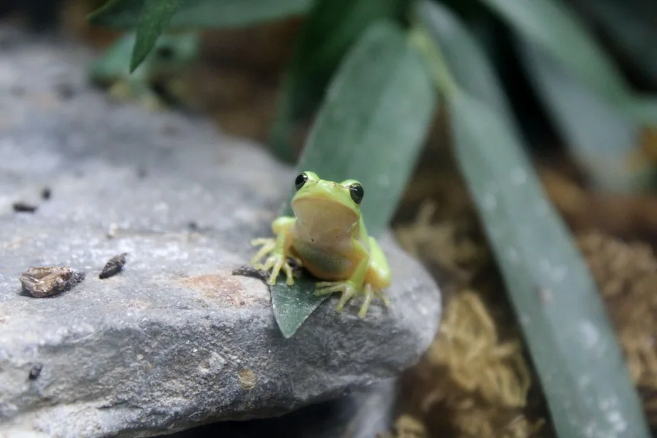 Grenouille à l'affût