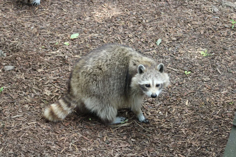 Raton laveur en promenade