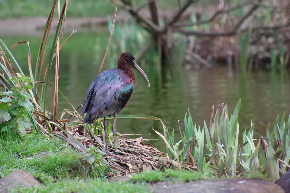 Ibis falcinelle