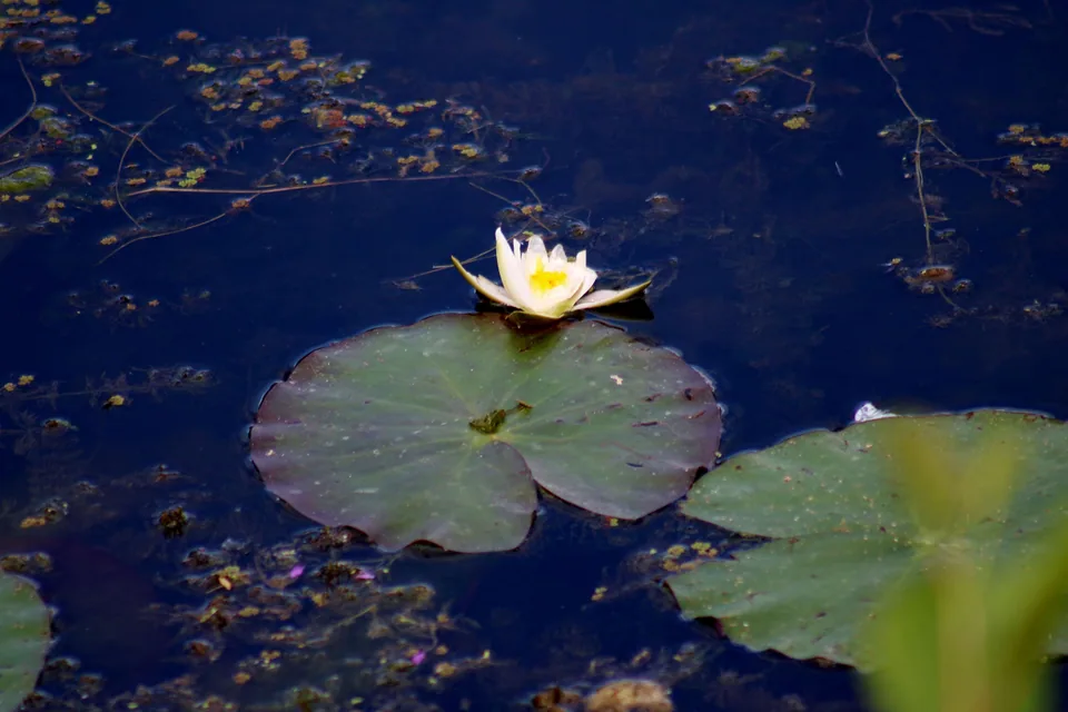 Nénuphar