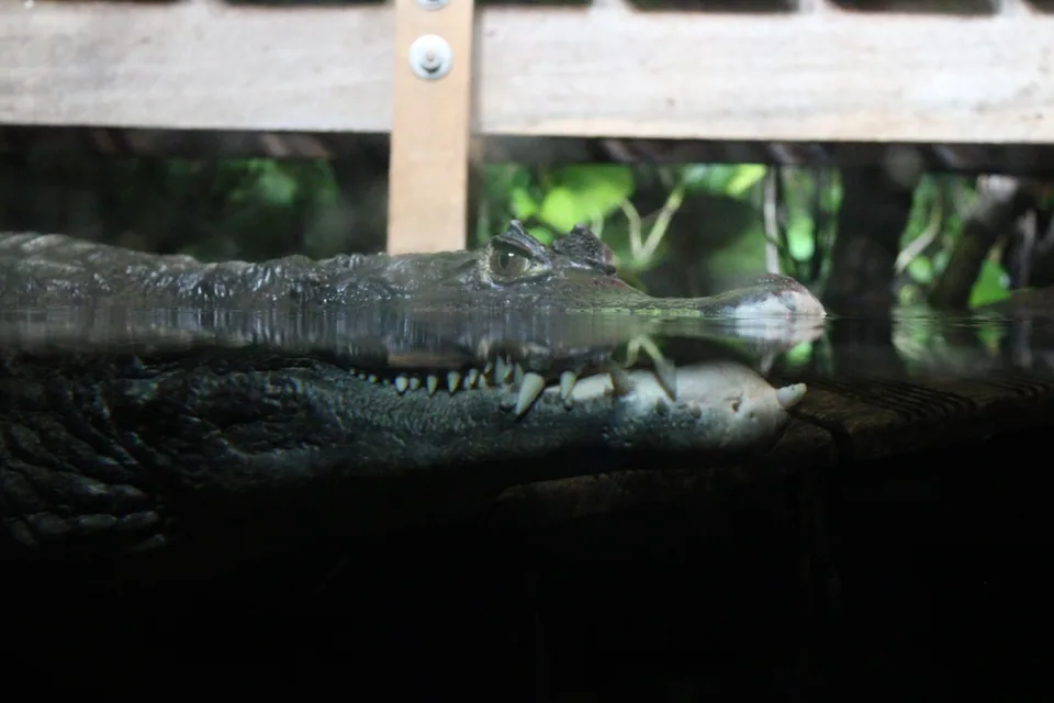 Crocodile