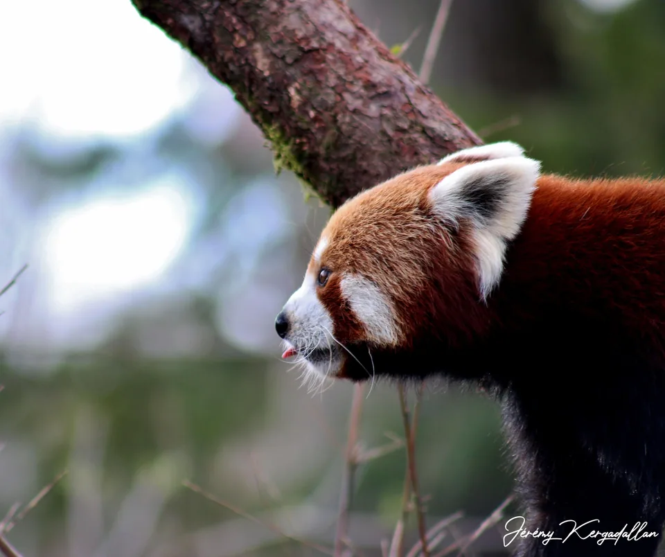 Panda roux