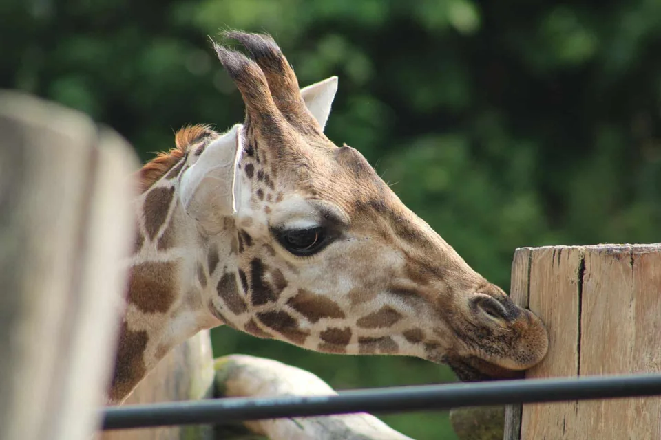 Girafe