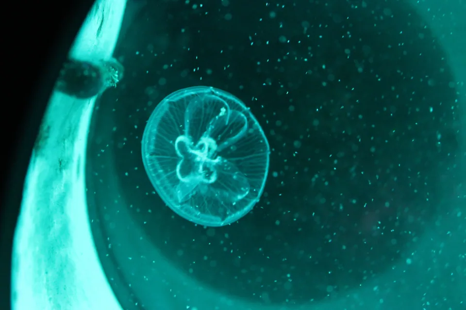 Méduse dans le bleu