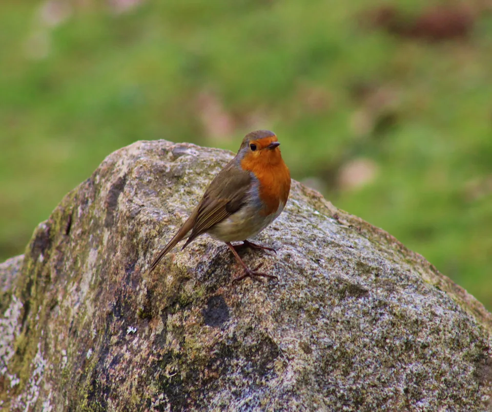 Rouge-gorge