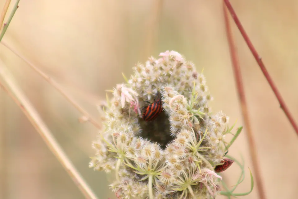 Punaise arlequin
