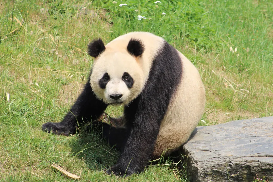 Panda géant