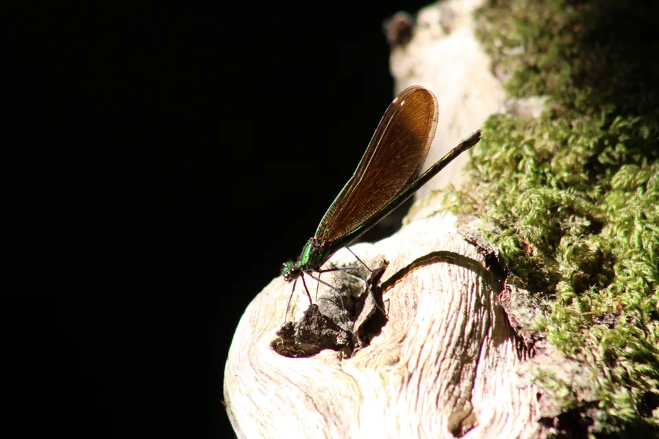 Libellule
