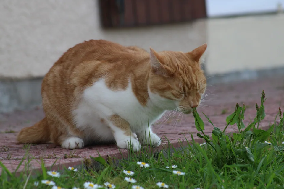 Chat