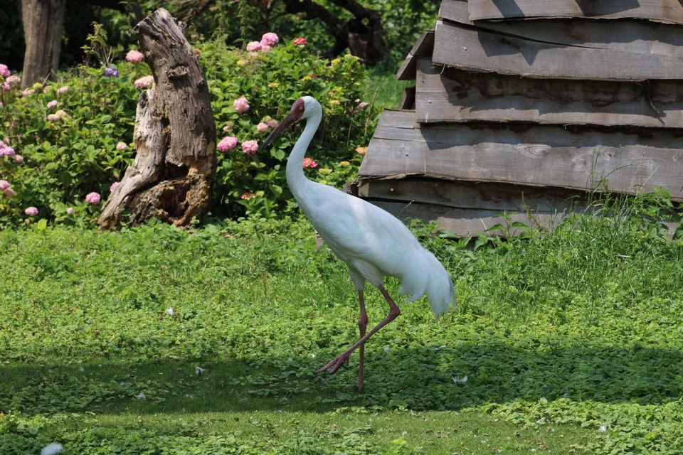 Grande aigrette
