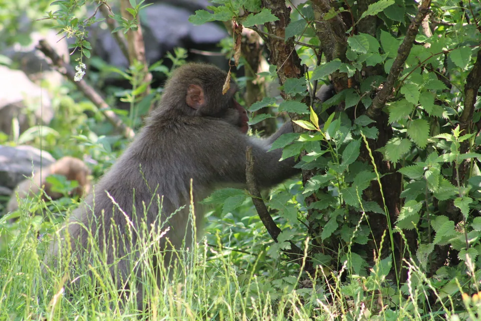 Jeune macaque