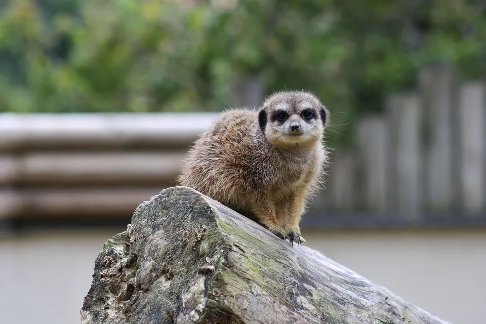 Suricate