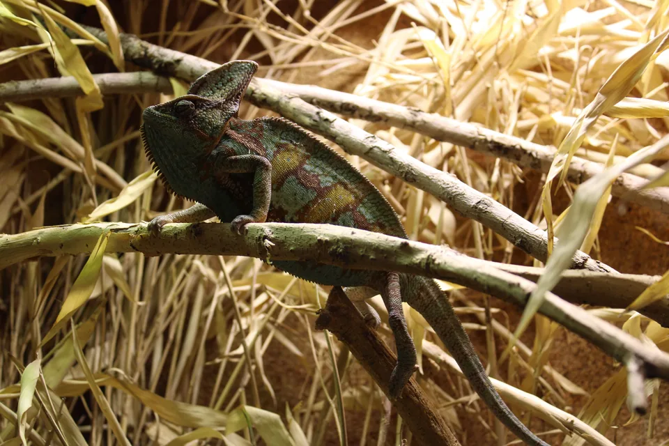 Caméléon