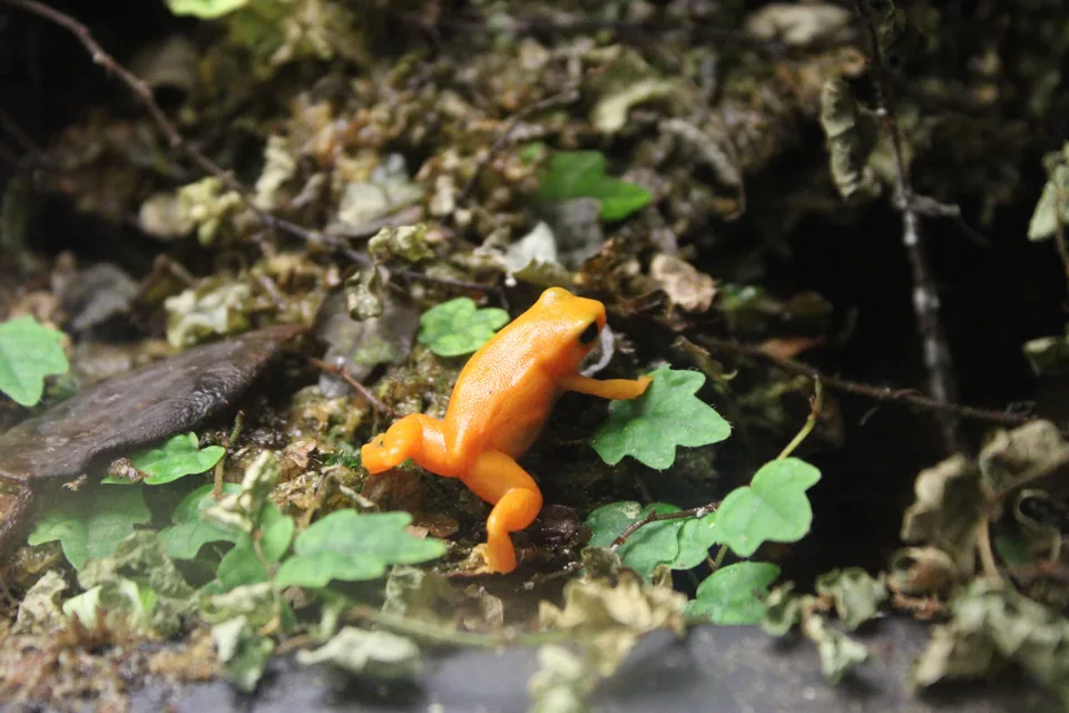 Grenouille