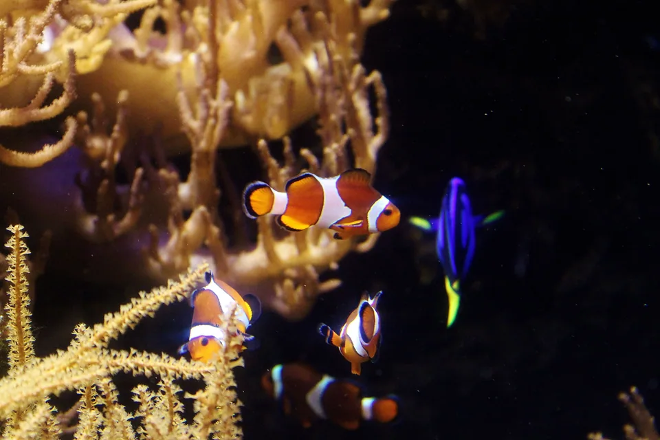 Poisson-clown dans son anémone