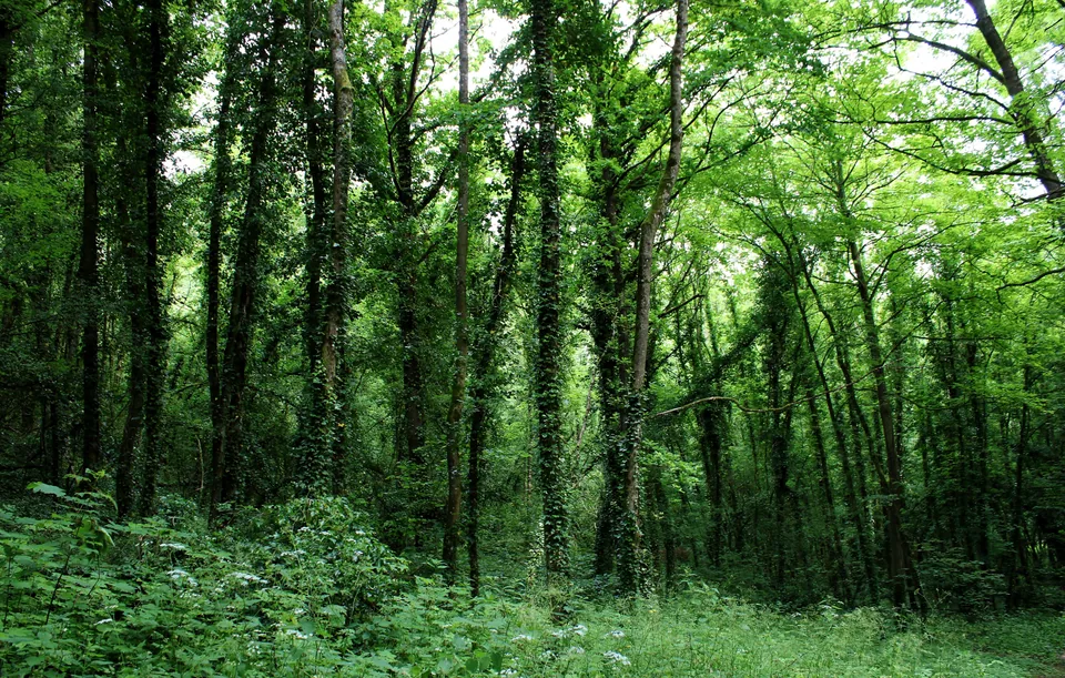 Sous-bois