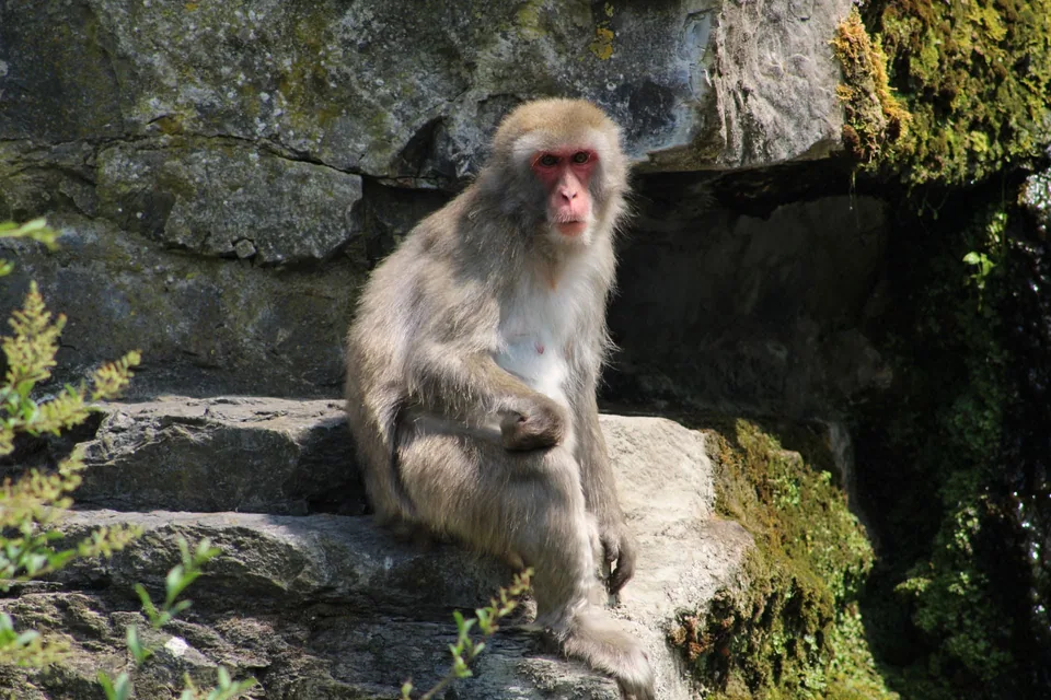 Macaque japonais