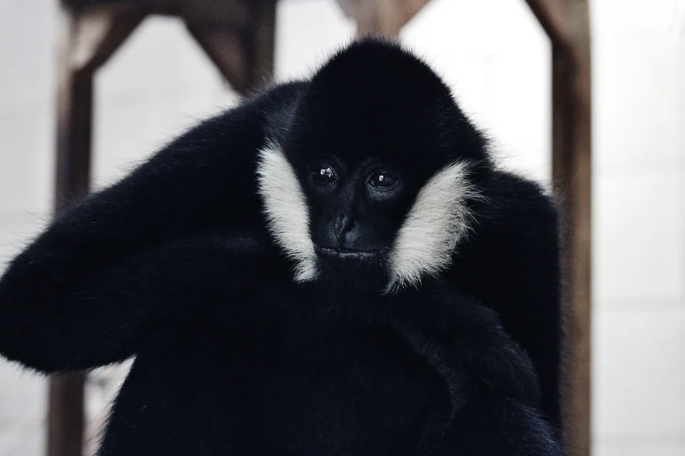 Gibbon à favoris blancs