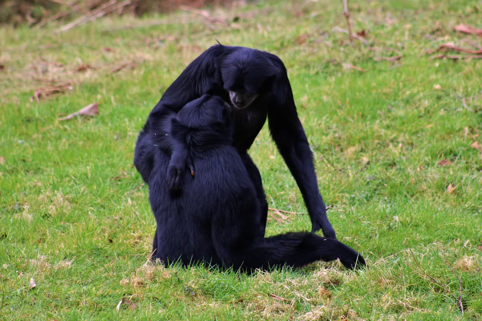 Siamang