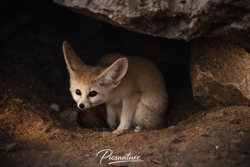 Fennec dans son terrier